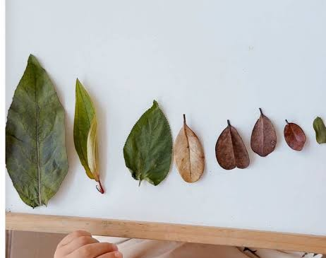 Leaves